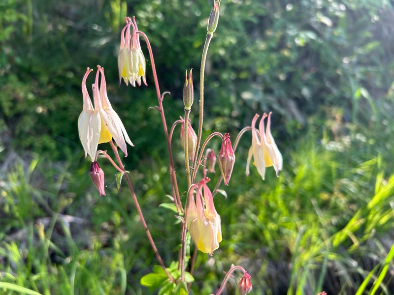 Aquilegia buergeriana photo 6