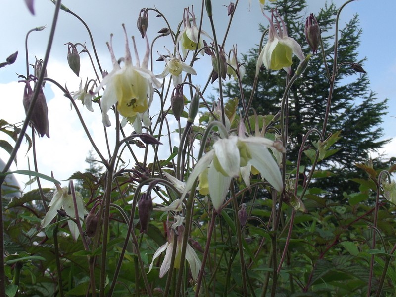 Aquilegia buergeriana photo 7