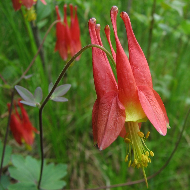 Red Columbine