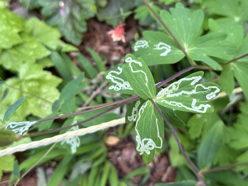 Red Columbine photo 2