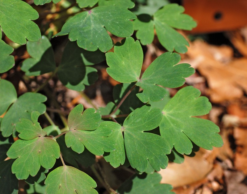 Red Columbine photo 3