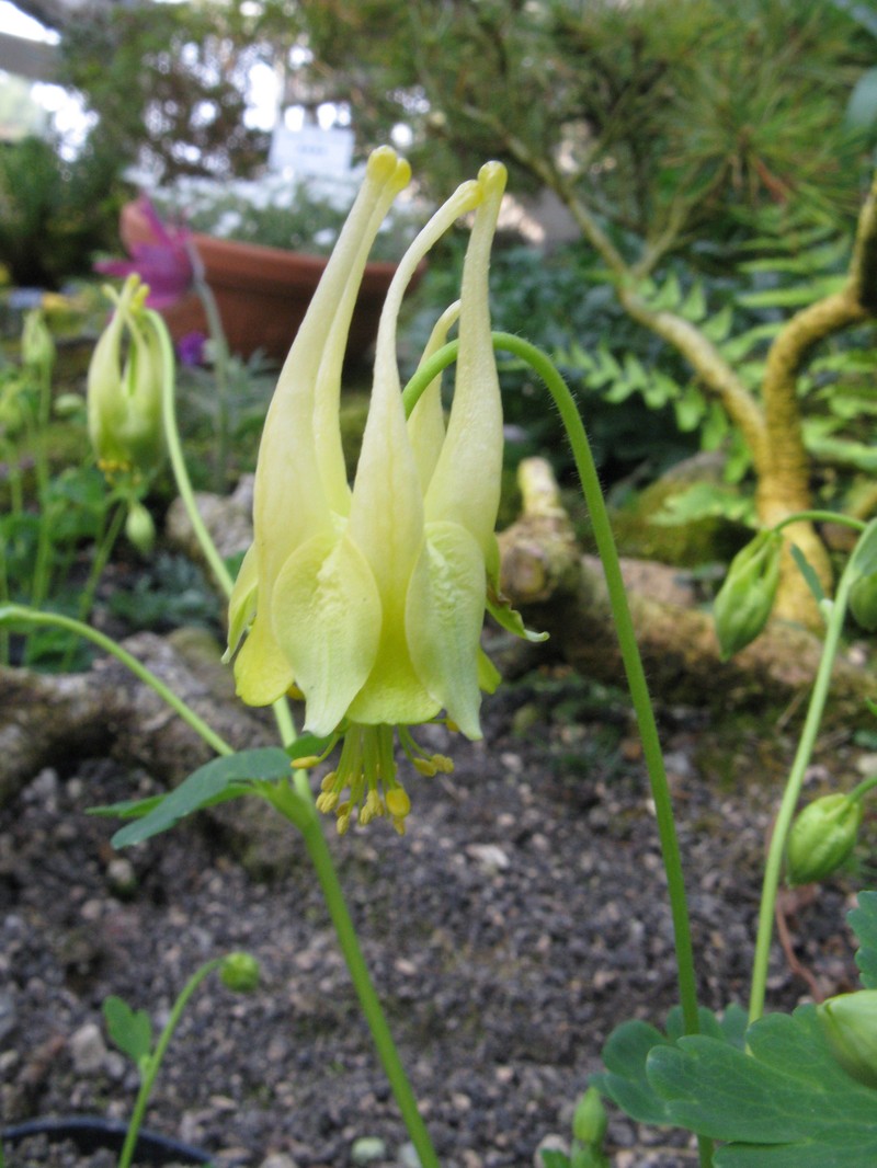 Red Columbine photo 4