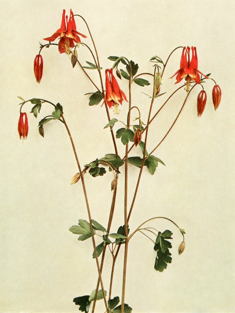 Red Columbine photo 5