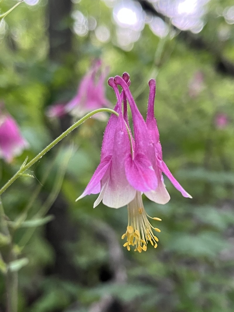 Red Columbine photo 6