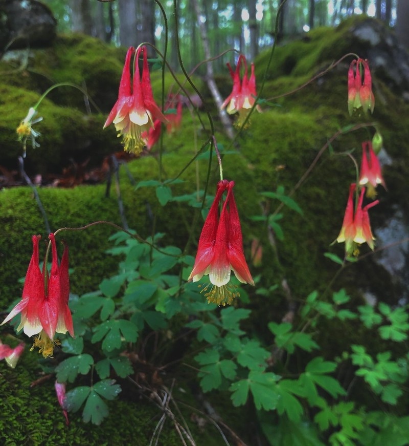 Red Columbine photo 7