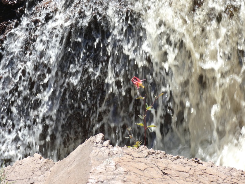 Red Columbine photo 8