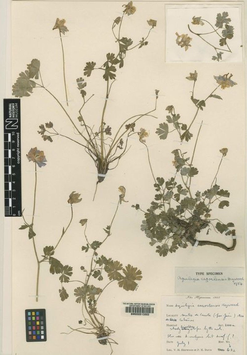 Aquilegia cazorlensis