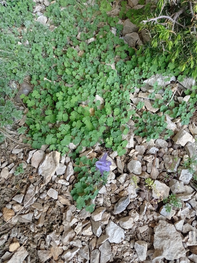 Aquilegia cazorlensis photo 2