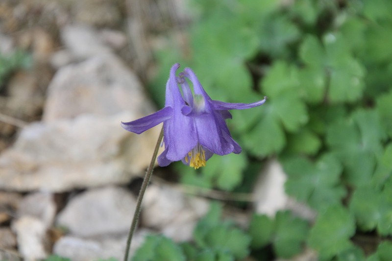 Aquilegia cazorlensis photo 3