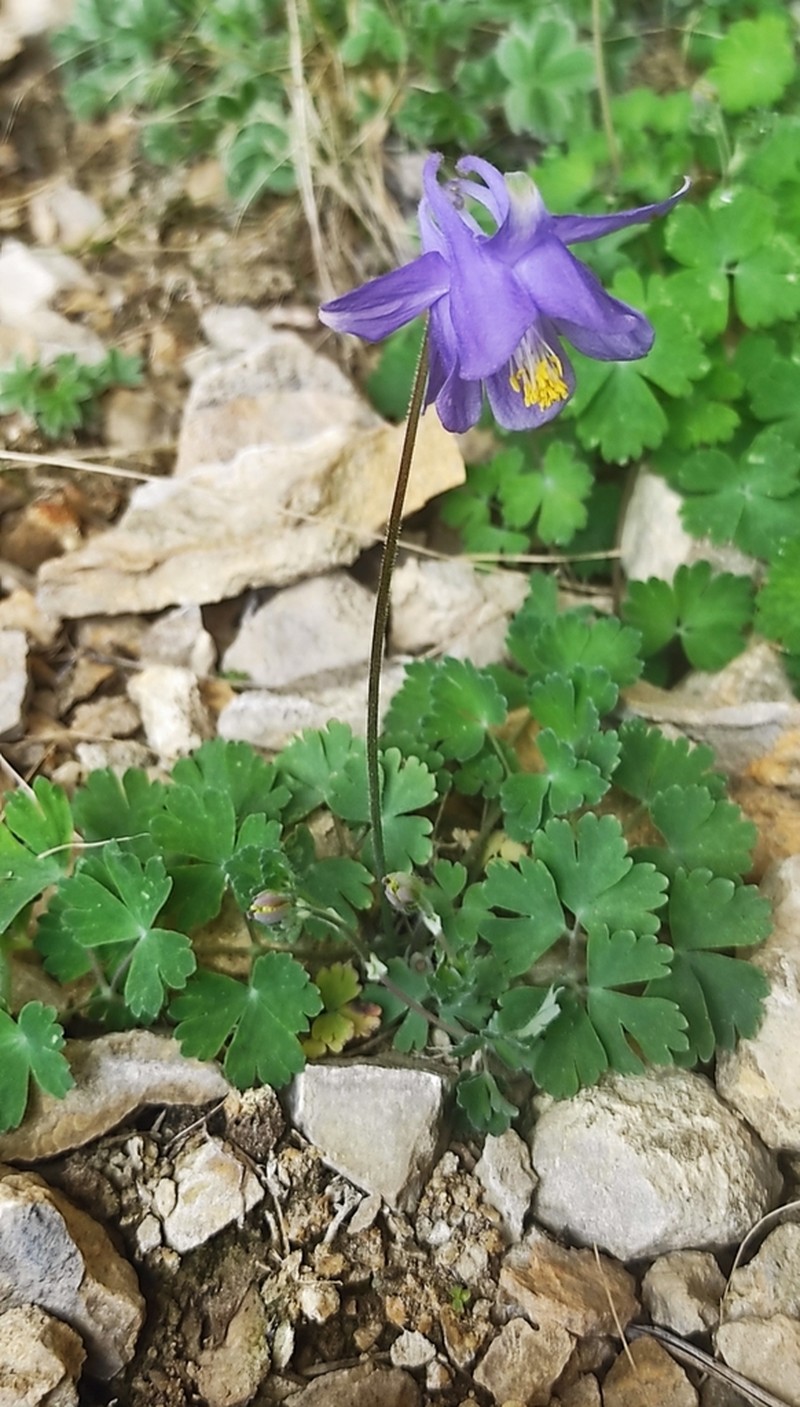 Aquilegia cazorlensis photo 4