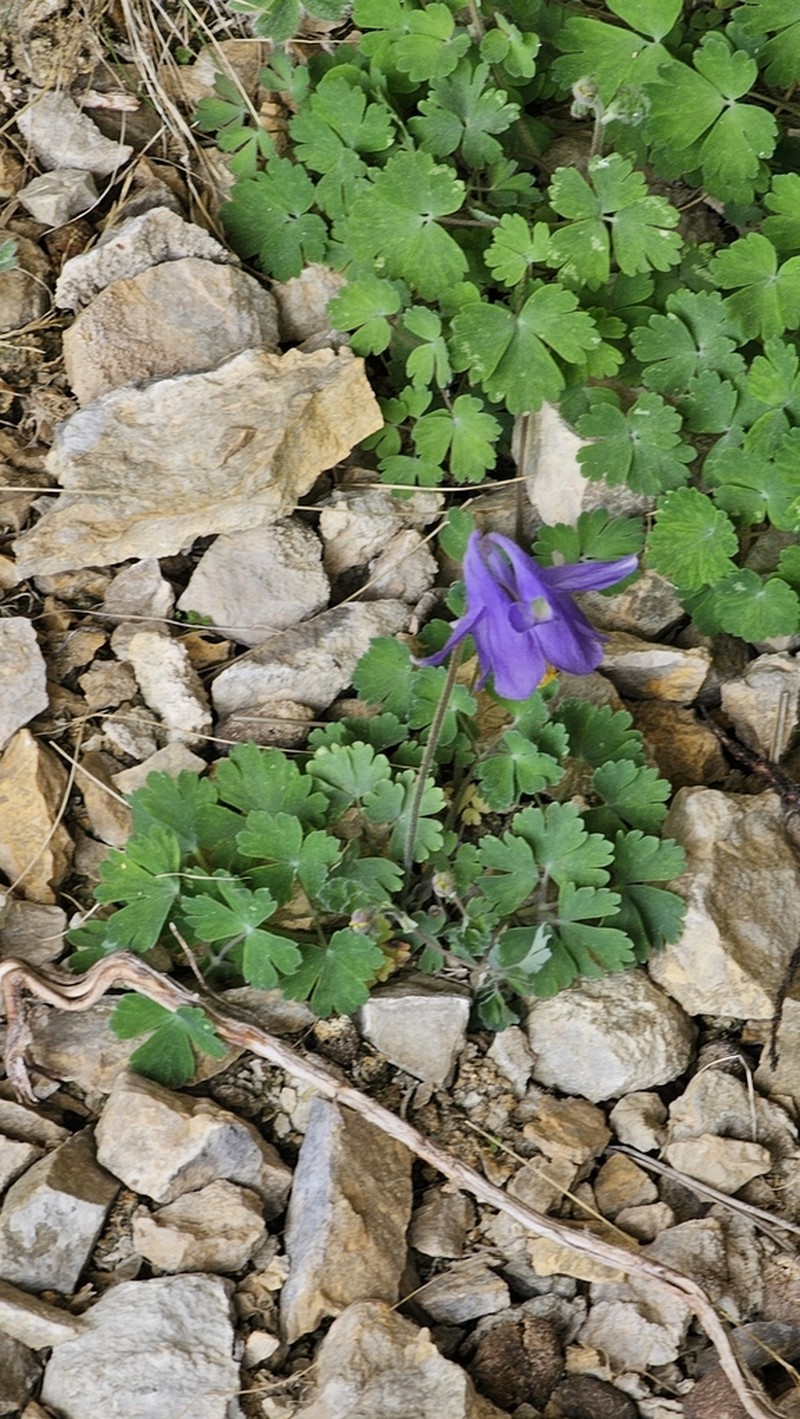 Aquilegia cazorlensis photo 5
