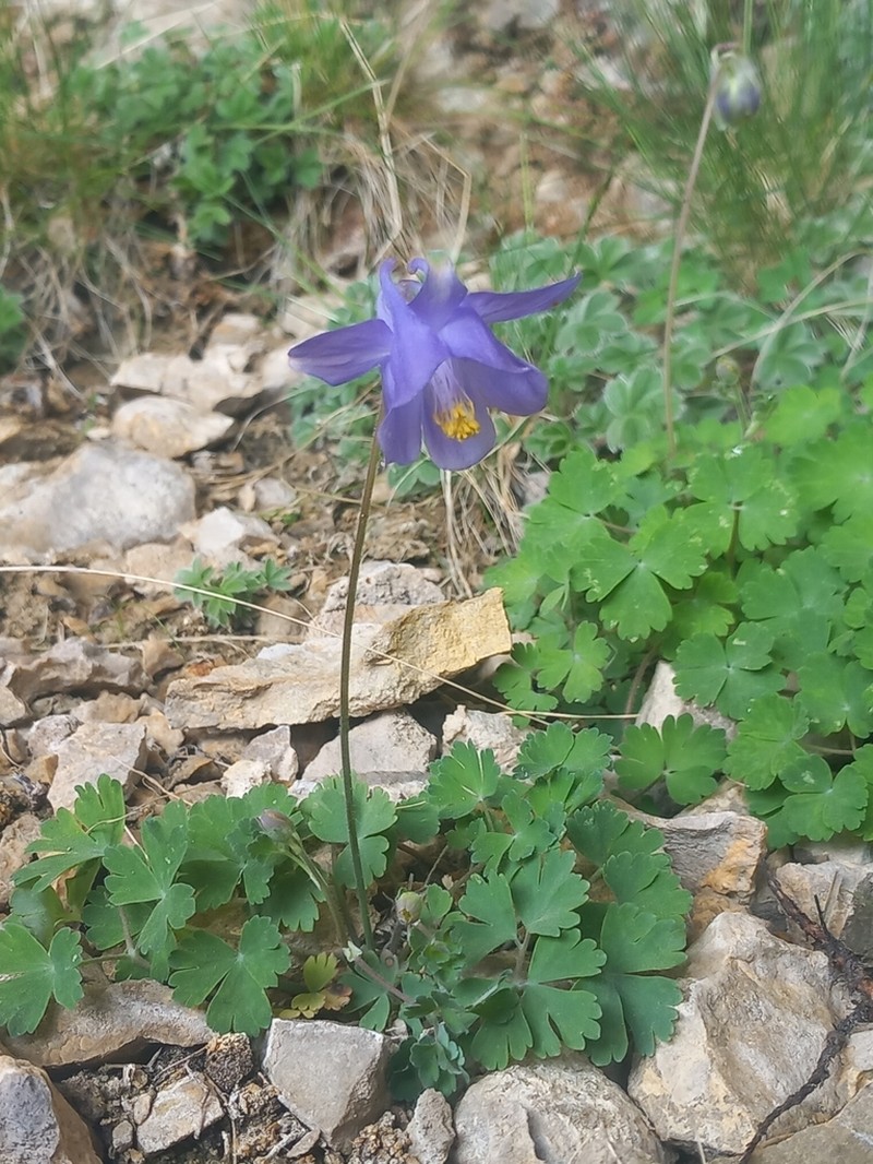 Aquilegia cazorlensis photo 6