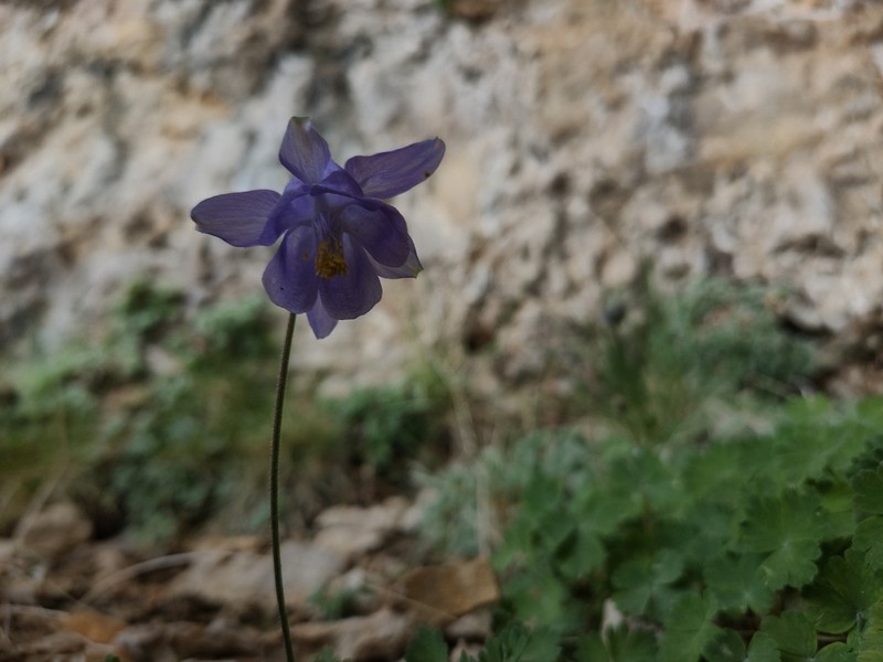 Aquilegia cazorlensis photo 7