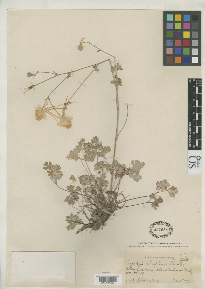 Aquilegia chaplinei photo 2