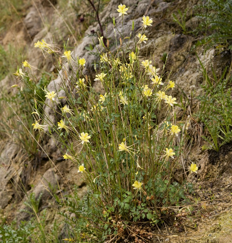 Aquilegia chaplinei photo 3