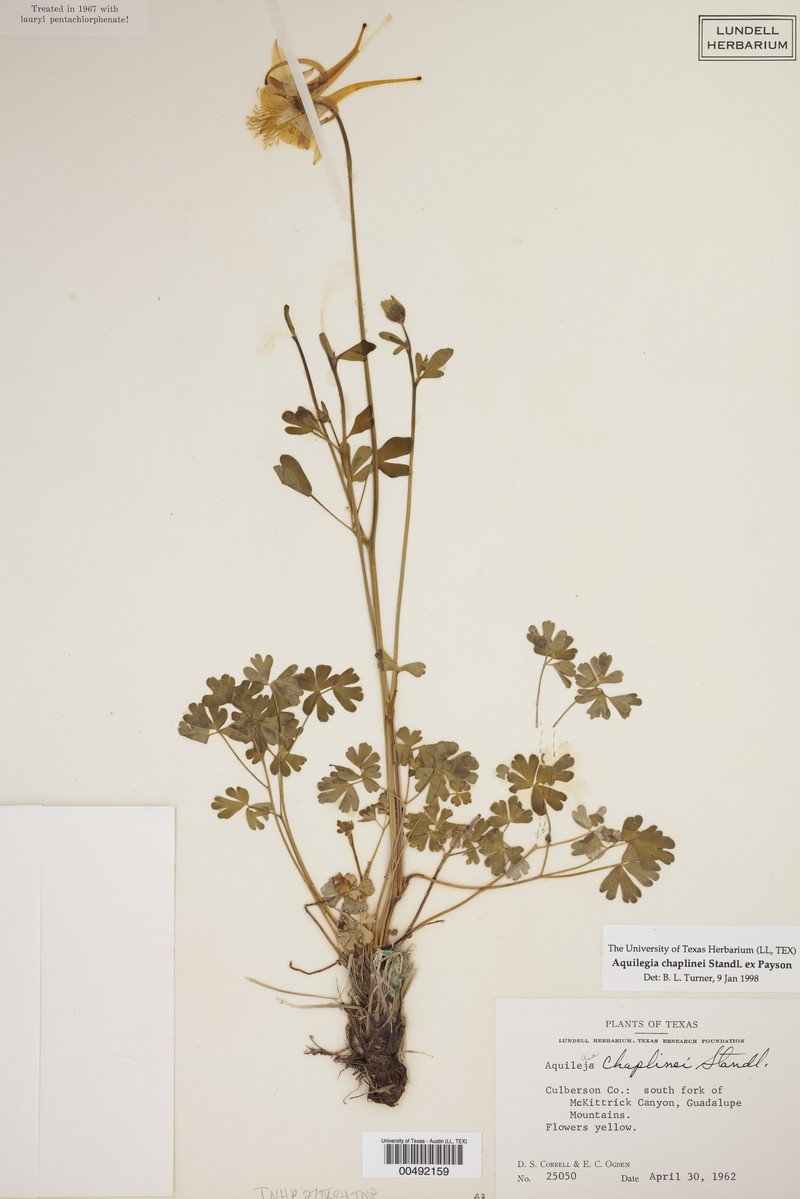 Aquilegia chaplinei photo 4