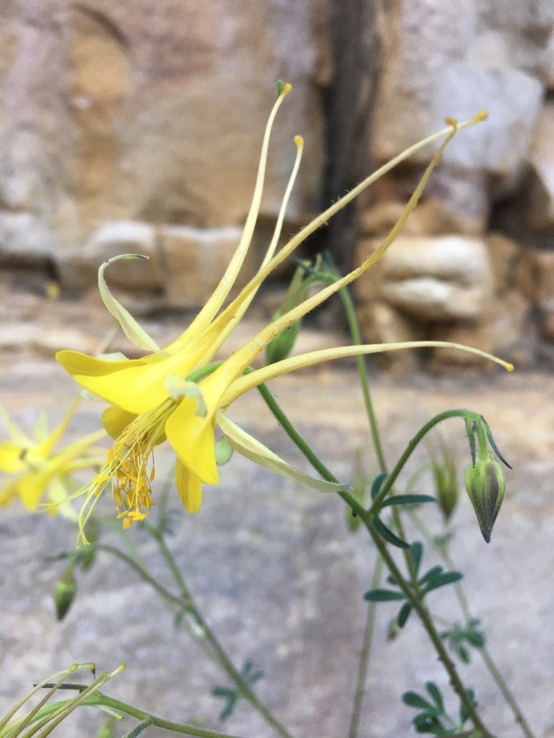 Aquilegia chaplinei photo 6