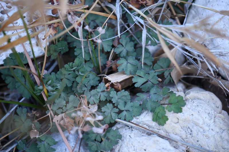 Aquilegia chaplinei photo 7