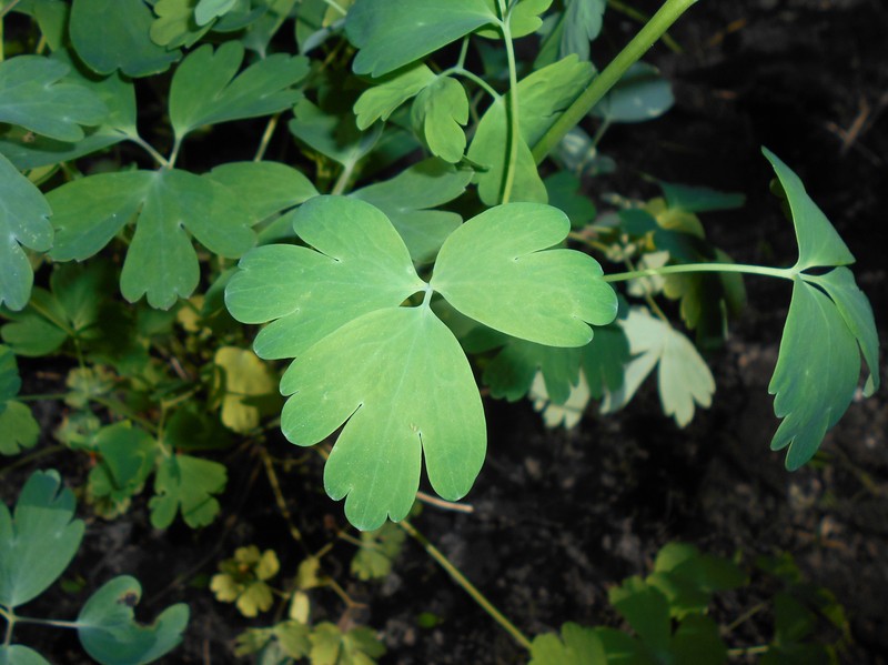 golden columbine photo 2