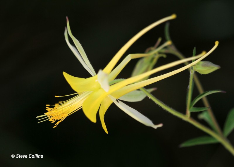 golden columbine photo 3