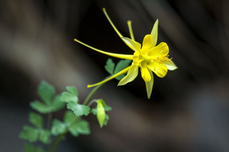 golden columbine photo 4