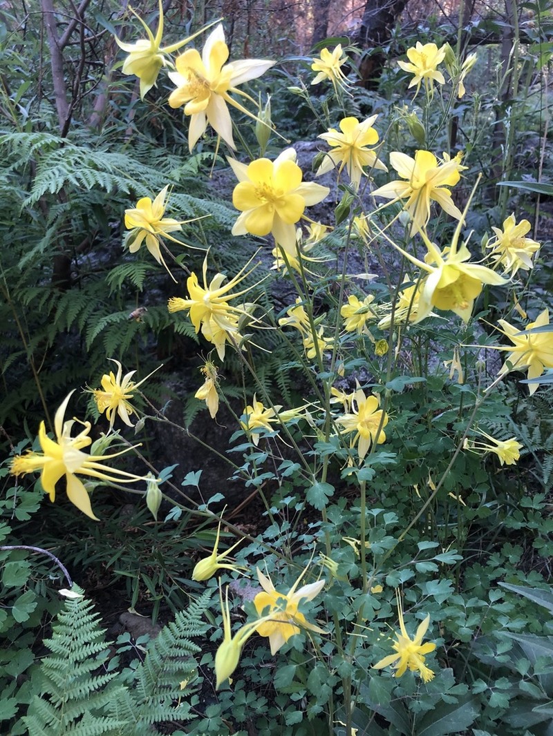 golden columbine photo 5