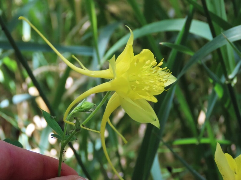 golden columbine photo 6