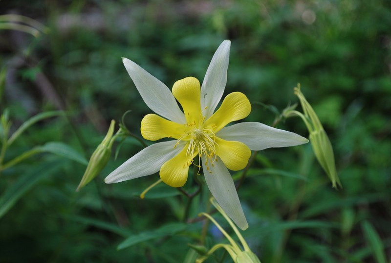 golden columbine photo 7