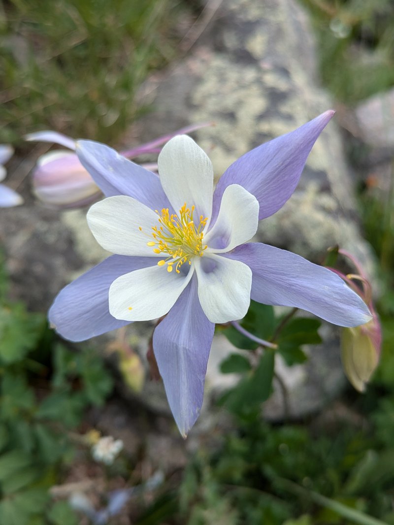 Colorado blue columbine photo 2