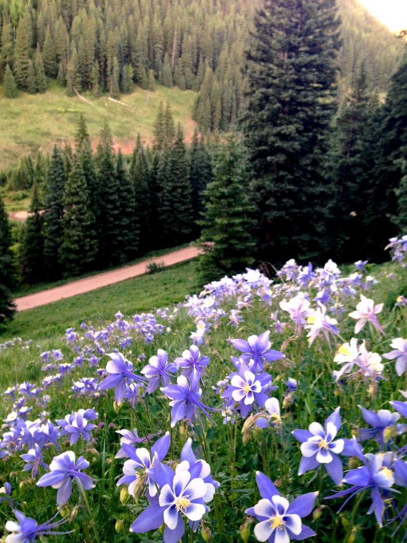 Colorado blue columbine photo 3