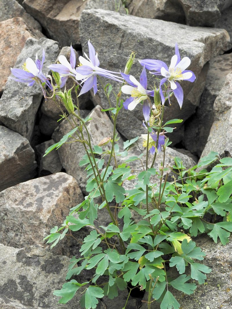 Colorado blue columbine
