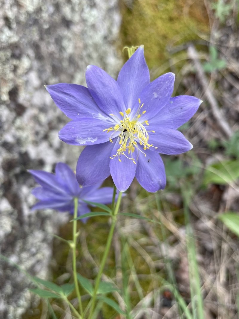 Colorado blue columbine photo 4