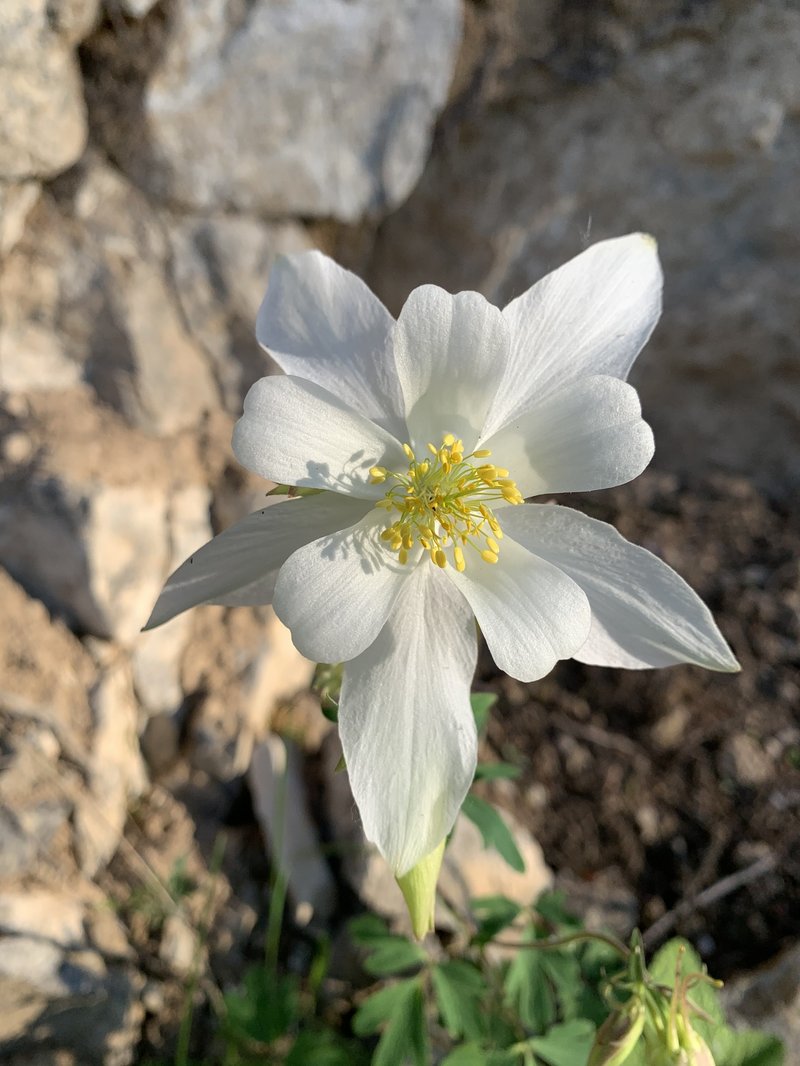 Colorado blue columbine photo 5