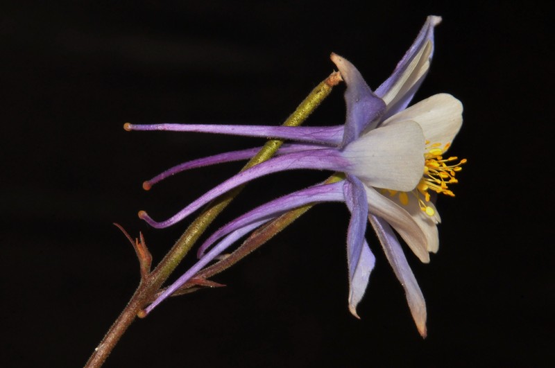 Colorado blue columbine photo 6