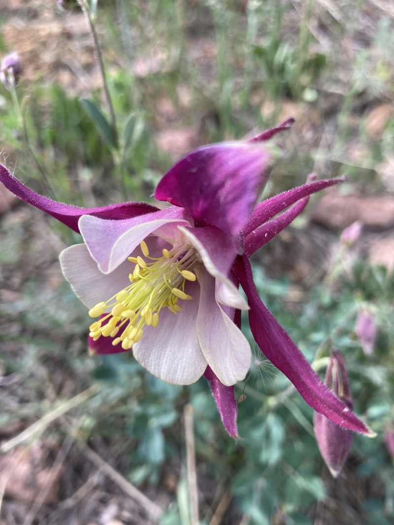 Aquilegia coerulea var. alpina
