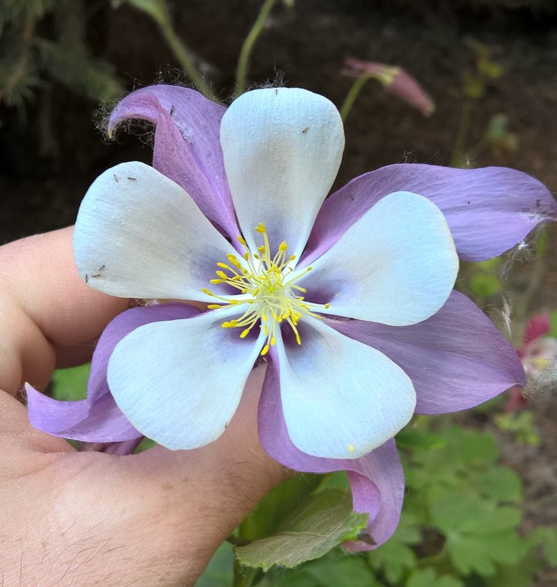 Aquilegia coerulea var. alpina photo 2