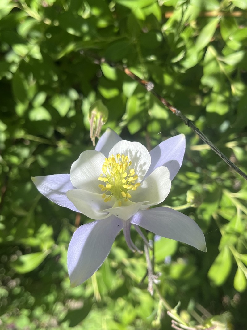Aquilegia coerulea var. coerulea