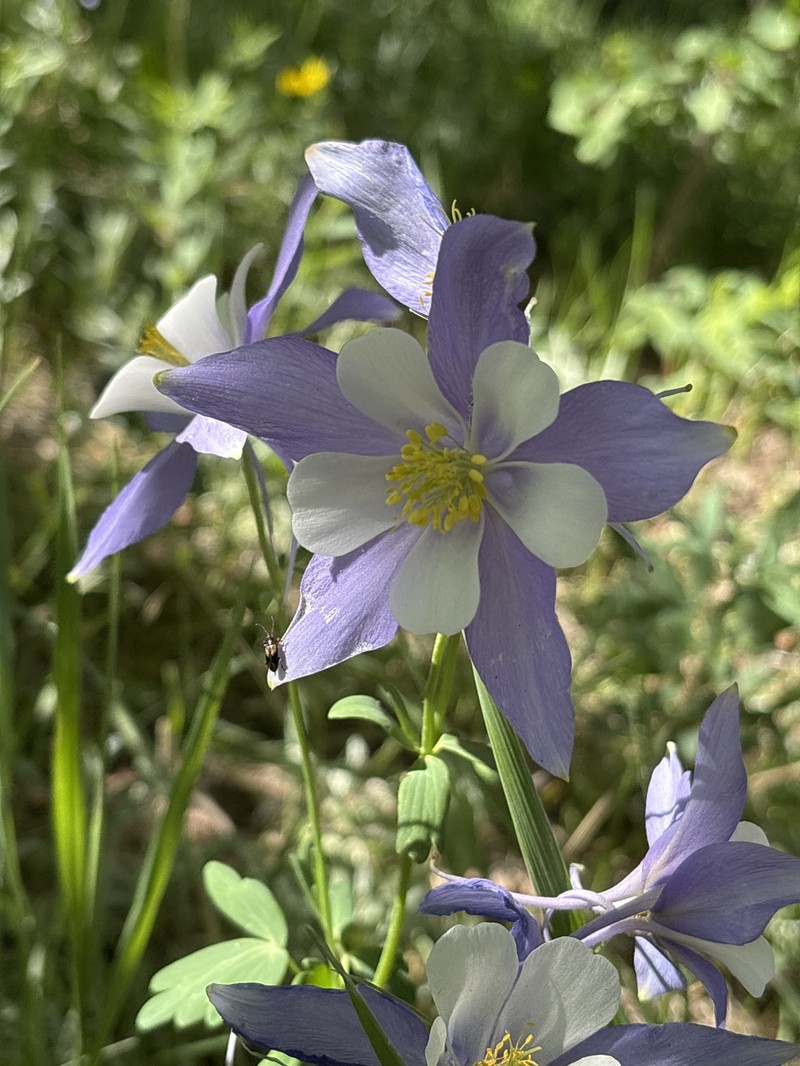 Aquilegia coerulea var. coerulea photo 2