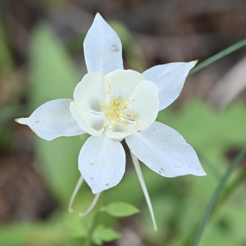 Aquilegia coerulea var. coerulea photo 3
