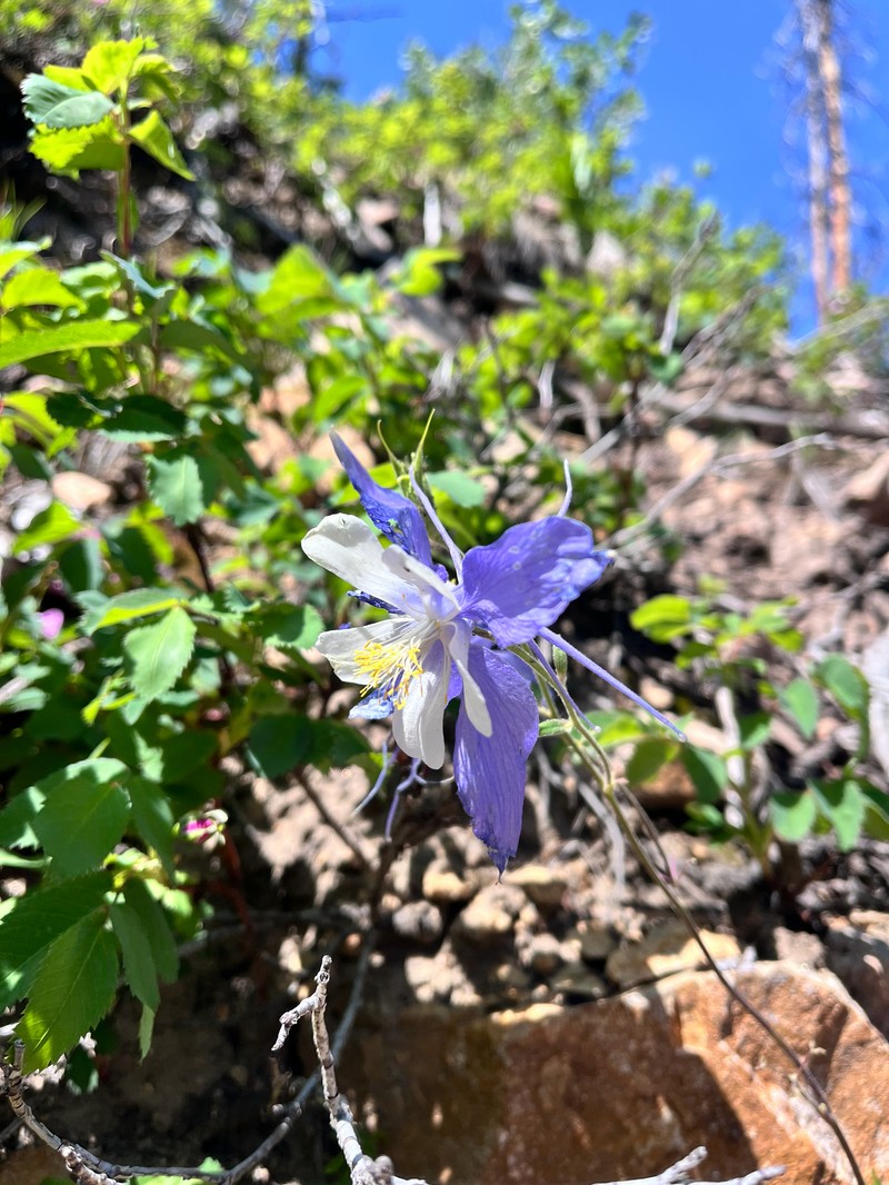 Aquilegia coerulea var. coerulea photo 4