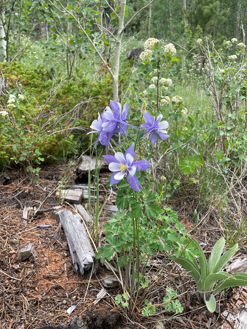 Aquilegia coerulea var. coerulea photo 5