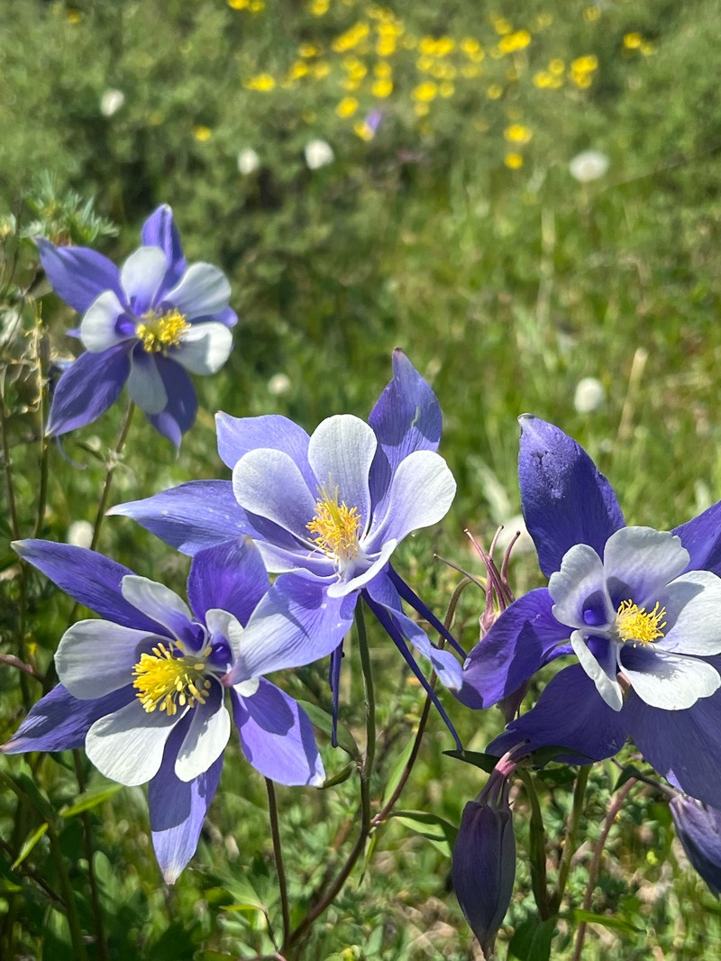 Aquilegia coerulea var. coerulea photo 6