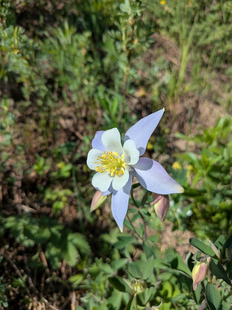 Aquilegia coerulea var. coerulea photo 8