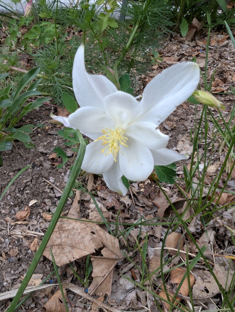 Aquilegia coerulea var. ochroleuca