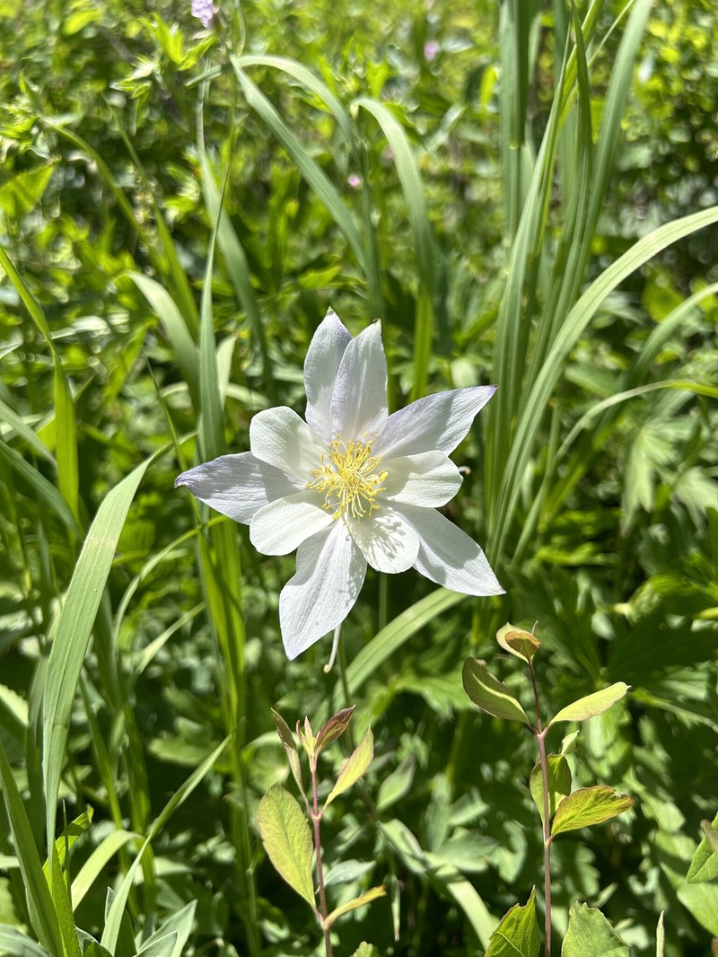 Aquilegia coerulea var. ochroleuca photo 2