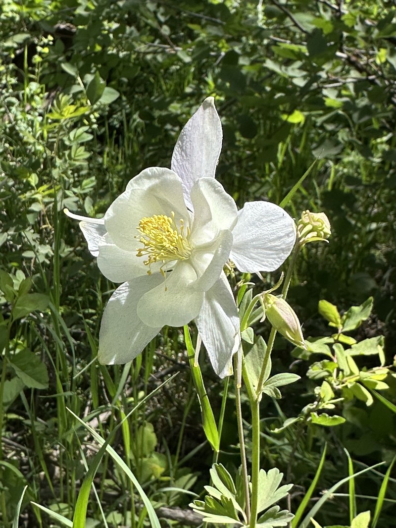Aquilegia coerulea var. ochroleuca photo 3