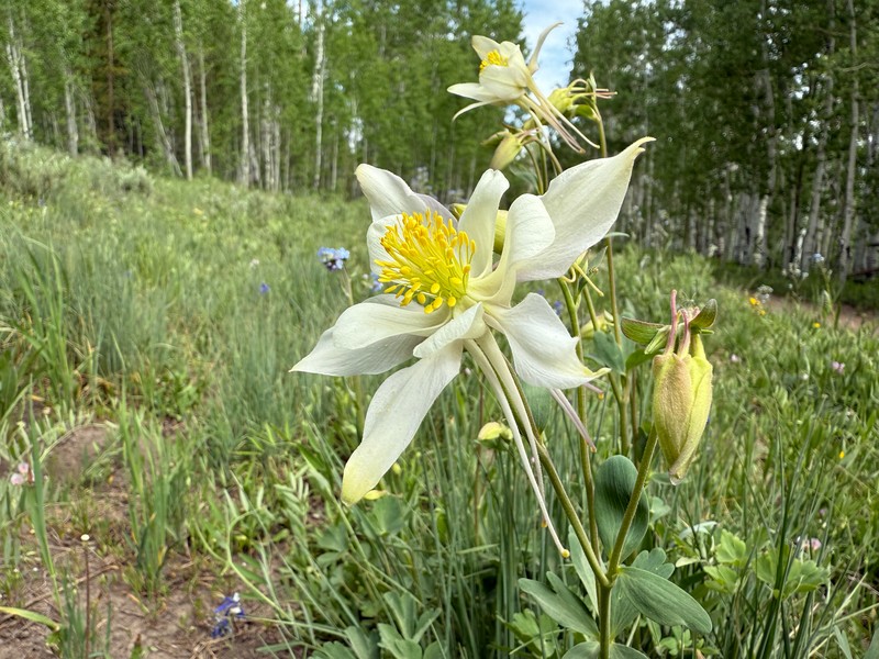 Aquilegia coerulea var. ochroleuca photo 4