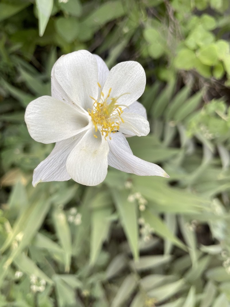 Aquilegia coerulea var. ochroleuca photo 5