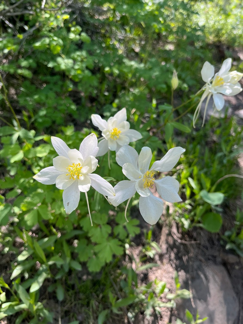 Aquilegia coerulea var. ochroleuca photo 6