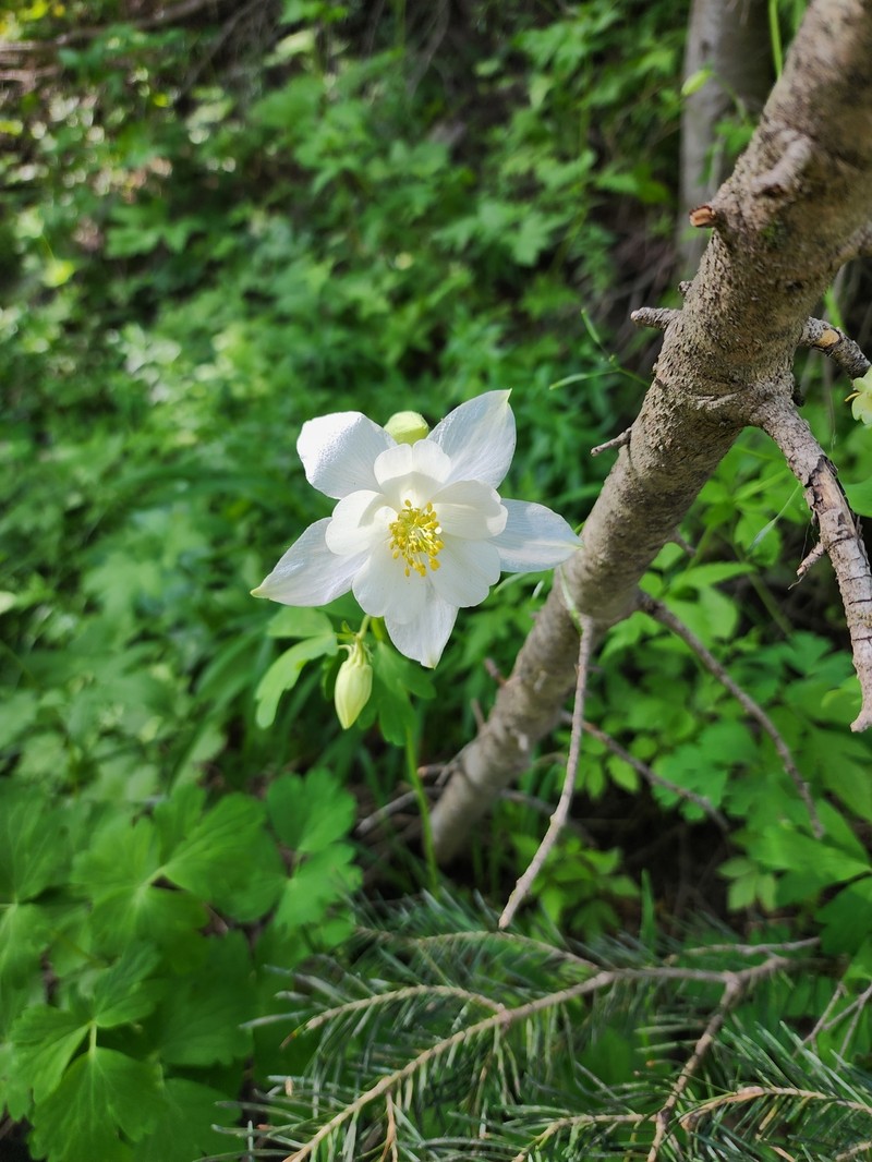 Aquilegia coerulea var. ochroleuca photo 7